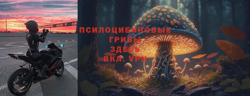 Псилоцибиновые грибы Psilocybe  Мытищи 